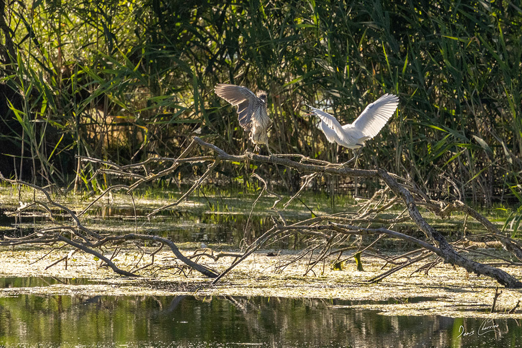 Héron bihoreau se faisant chassé par une aigrette garzette sur une branche